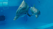Dolphin Tale 2 [DVD] DVDs & Blu-Rays Warner Bros.   