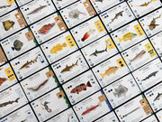 Finspan: Sharks and Reefs Expansion [Board Game, 1-5 Players] Board Game Stonemaier Games