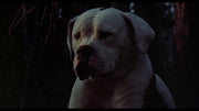 Homeward Bound: Incredible Journey [DVD] DVD Movie Disney   