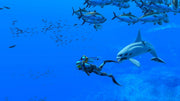 Endless Ocean Luminous [Nintendo Switch] Nintendo Switch Video Game Nintendo