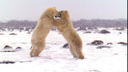 Polar Bears 3D: Ice Bear [Blu-Ray] Blu-Ray 3D Movie Universal Pictures   