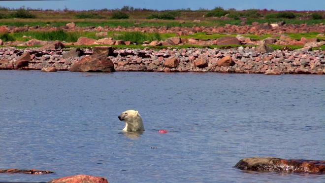 Polar Bears 3D: Ice Bear [Blu-Ray] Blu-Ray 3D Movie Universal Pictures   