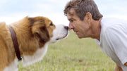 A Dog's Purpose [DVD] DVDs & Blu-Rays Universal Pictures   