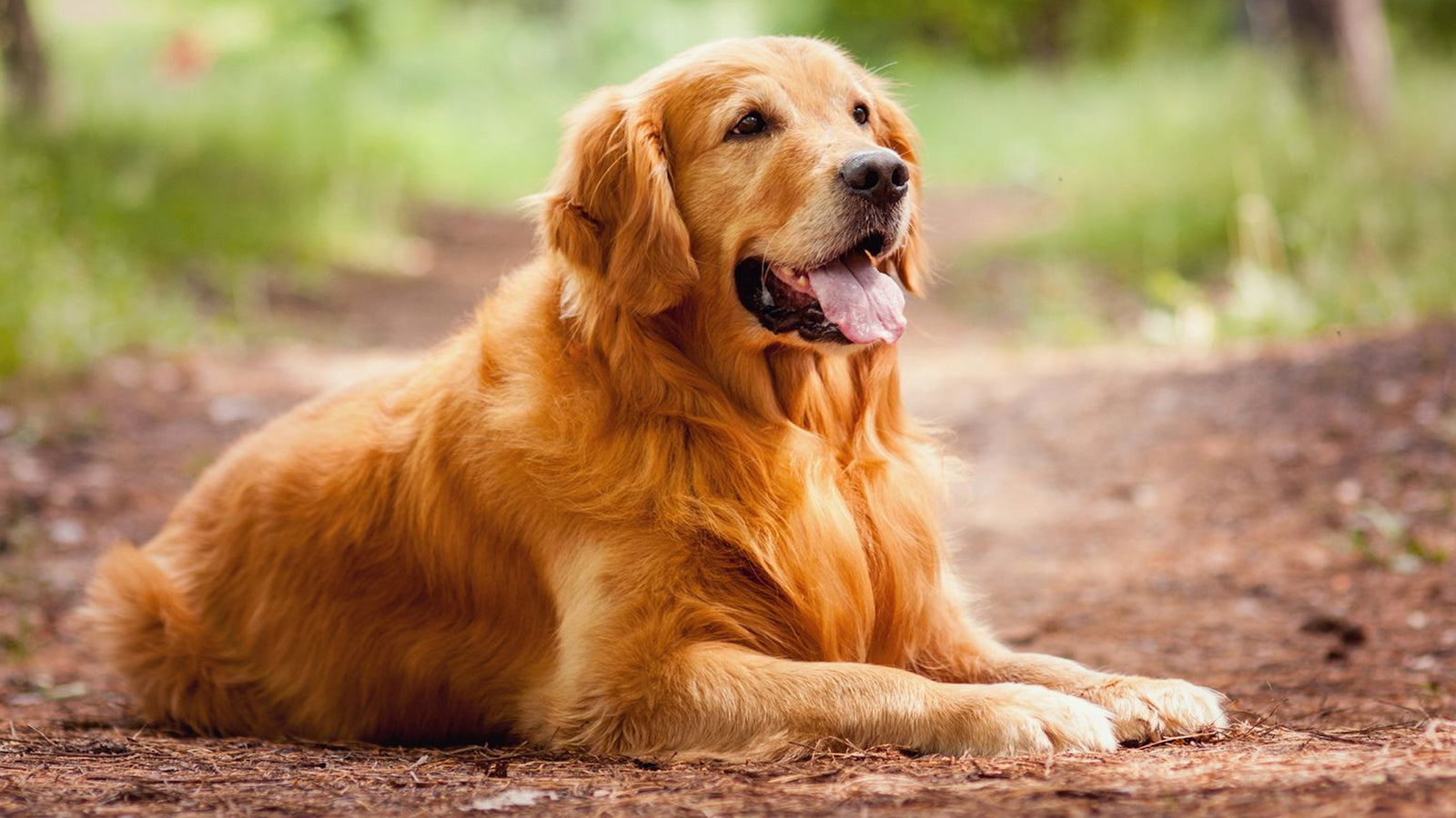 A Dog's Purpose [DVD] DVDs & Blu-Rays Universal Pictures   