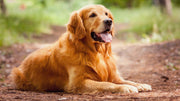 A Dog's Purpose [DVD] DVDs & Blu-Rays Universal Pictures   