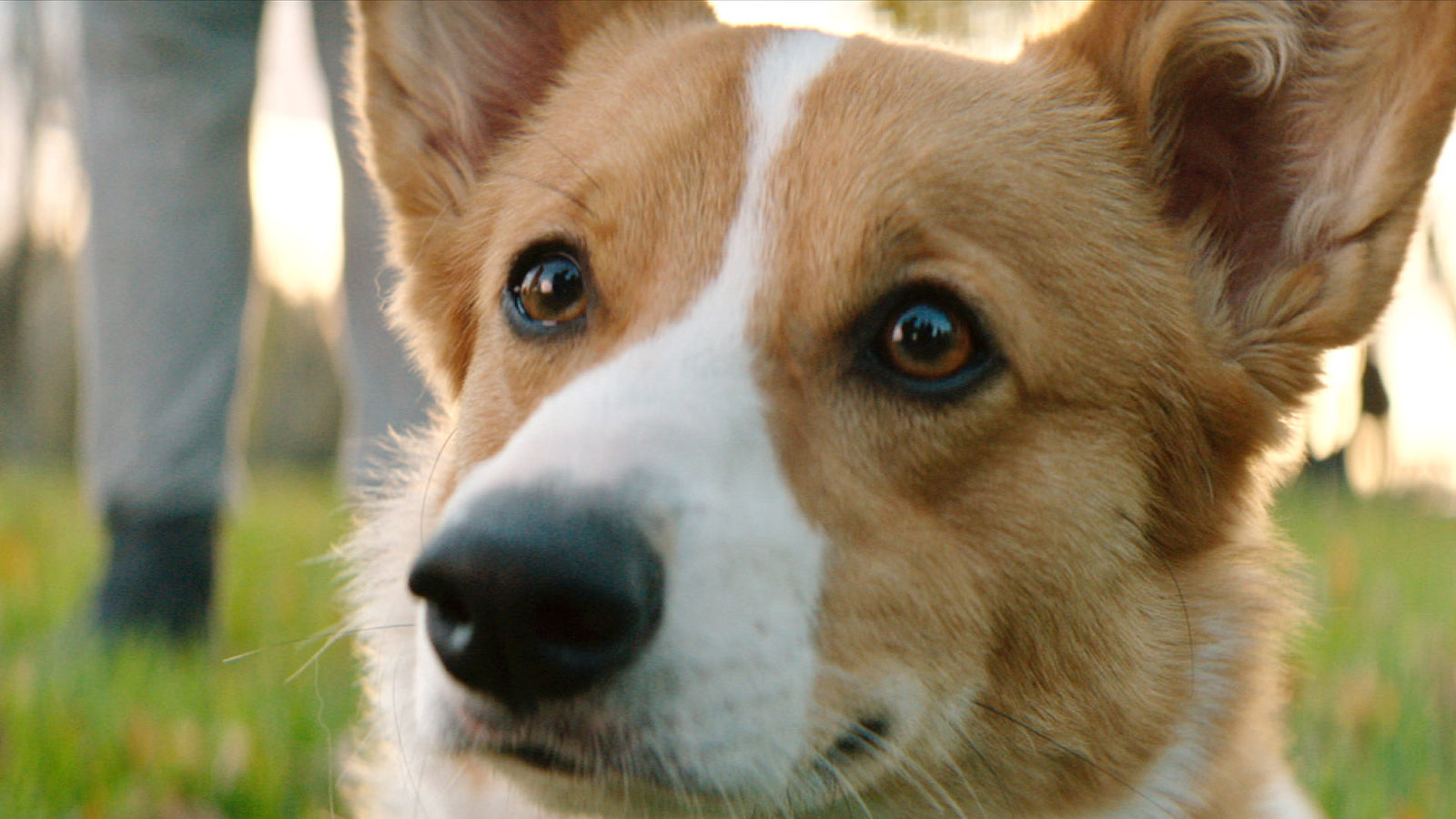 A Dog's Purpose [DVD] DVDs & Blu-Rays Universal Pictures   
