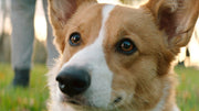 A Dog's Purpose [DVD] DVDs & Blu-Rays Universal Pictures   