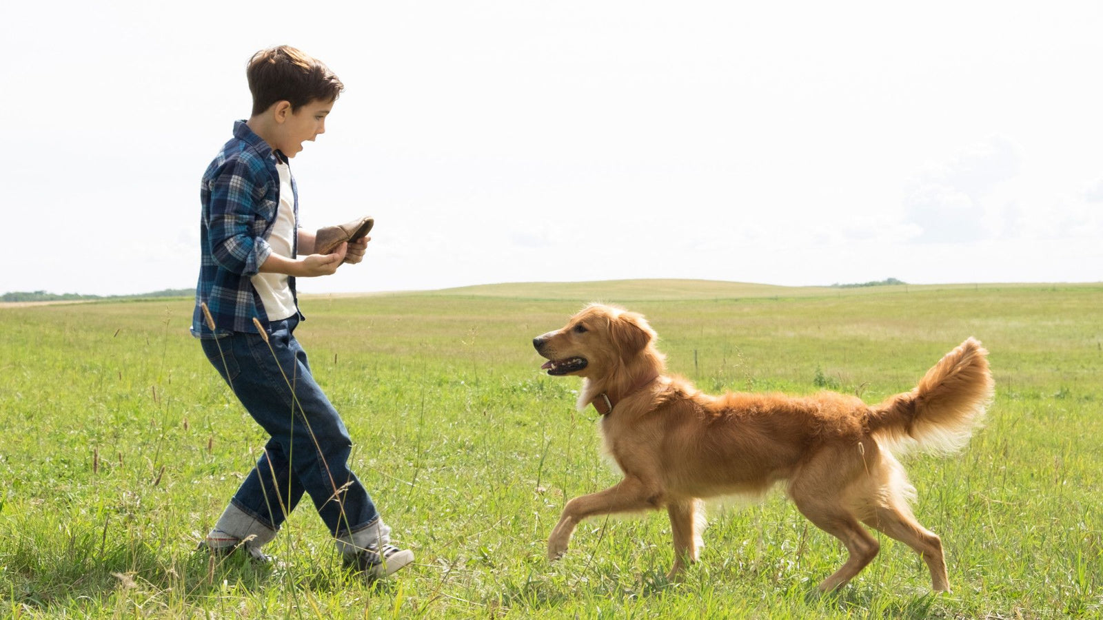 A Dog's Purpose [DVD] DVDs & Blu-Rays Universal Pictures   