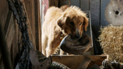 A Dog's Purpose [DVD] DVDs & Blu-Rays Universal Pictures   