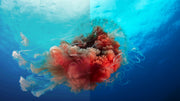 Planet Earth II and Blue Planet II: The Complete Collection - 4K [Blu-Ray Box Set + 4K UHD] DVDs & Blu-Rays BBC   