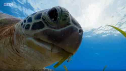 Blue Planet II: The Complete Series BBC Collection [Blu-Ray Box Set] DVDs & Blu-Rays BBC   