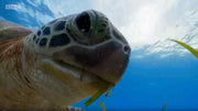 Blue Planet II: The Complete Series BBC Collection [Blu-Ray Box Set] DVDs & Blu-Rays BBC   