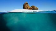 The Blue Planet Collection [DVD Box Set] DVDs & Blu-Rays BBC   