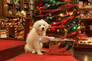The Search for Santa Paws [Blu-ray + DVD] DVDs & Blu-Rays Disney   