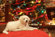 The Search for Santa Paws [Blu-ray + DVD] DVDs & Blu-Rays Disney   